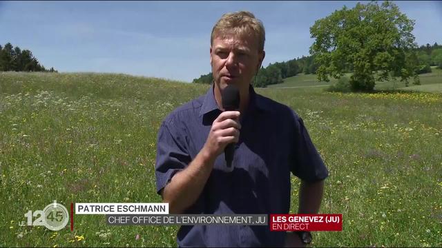 Le bostryche ravage les forêts jurassiennes. Entretien avec Patrice Eschmann, responsable jurassien de l'environnement