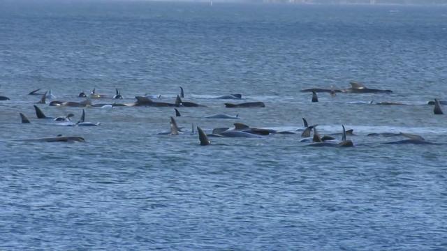 Des centaines de cétacés sont pris au piège dans une baie de Tasmanie