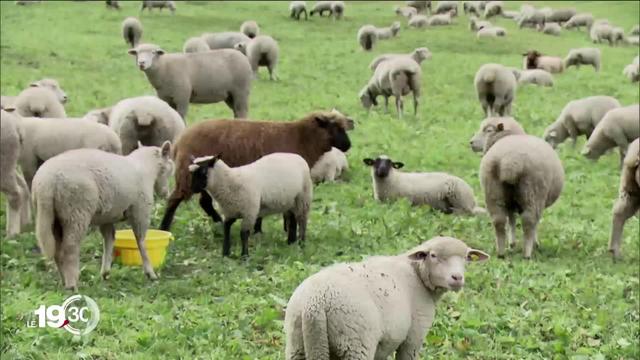 Loi sur la chasse: un soutien financier plus important de Berne désormais attendu par les éleveurs pour lutter contre le loup