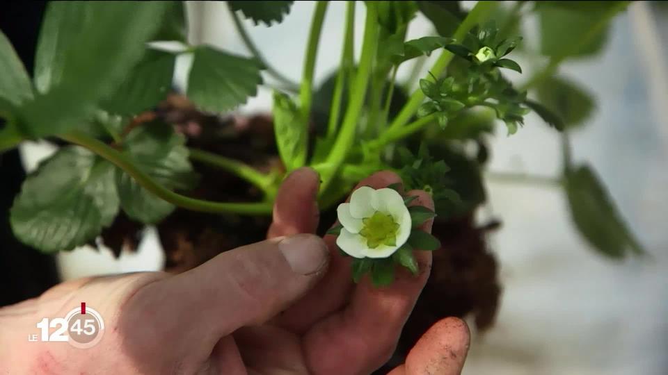 En France, on fait appel aux volontaires pour aider l'agriculture en l'absence des saisonniers étrangers.