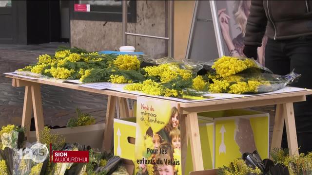 Des mimosas pour aider les enfants défavorisés.