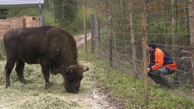 Les premiers bisons d'Europe, autrefois en voie de disparition, sont de retour dans la forêt de Suchy (VD)