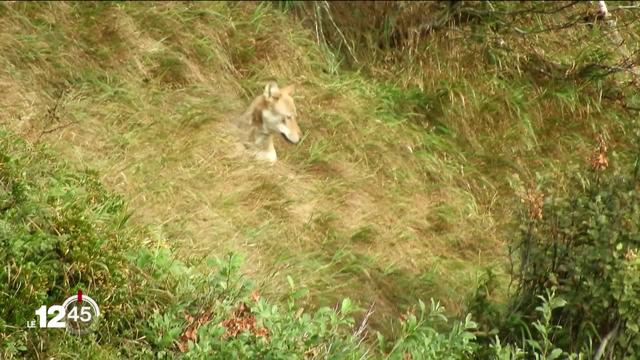 Les partisans de la loi sur la chasse estiment avoir perdu une bataille mais pas la guerre. La résistance en Valais