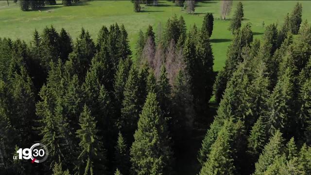 La santé des forêts d’épicéas est jugée catastrophique par les professionnels de la branche. La faute au bostryche qui s’attaque aux écorces des arbres.