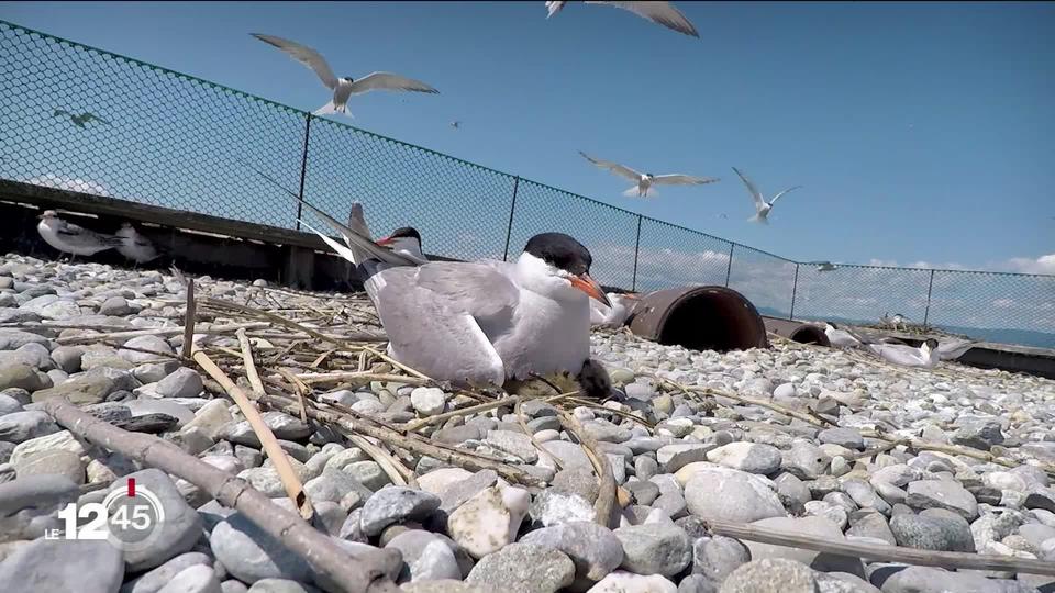 L'île aux oiseaux, un refuge unique à Préverenges.