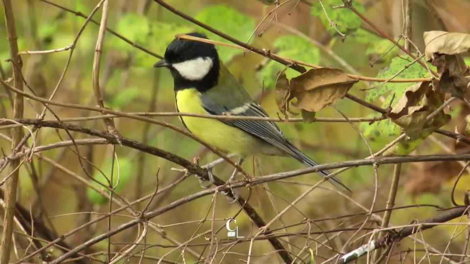 Cause toujours: la mésange fait le printemps