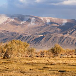 Montagnes en Mongolie occidentale. [Depositphotos - dimaberkut]