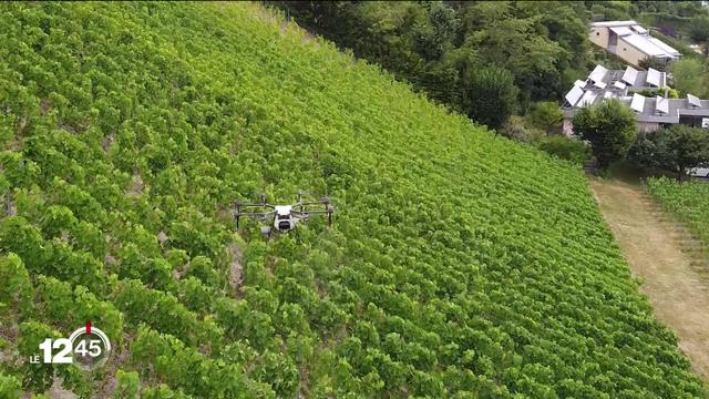 Des viticutleurs genevois séduits par l'idée de traiter leurs vignes avec des drones.