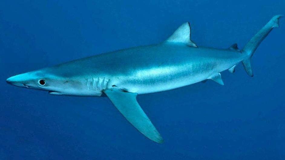 Le requin bleu (Prionace glauca). [NOAA/ DP - Shane Anderson]