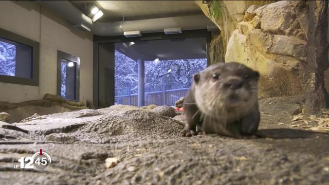 Les loutres cendrées peuvent à nouveau être admirées au zoo de la Chaux-de-Fonds