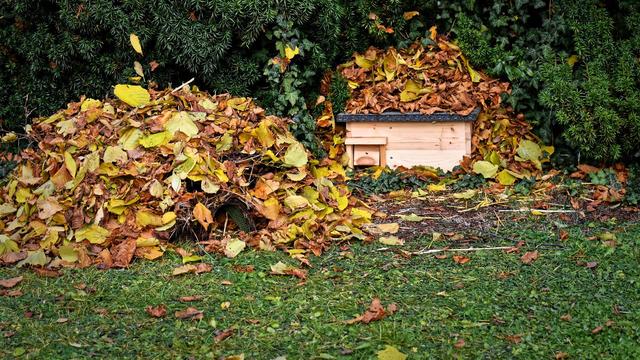 Jardin pour la biodiversité. [Pixabay - Alexas_Fotos]