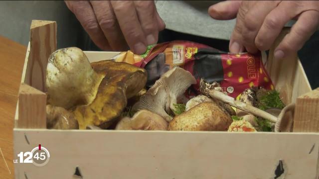 Reportage avec un contrôleur officiel de champignons dans les sous-bois de Moutier