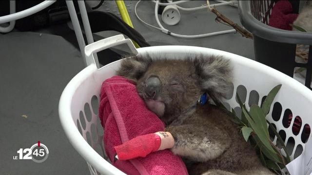 En Australie, la faune a été durement touchée par les incendies. Une clinique vétérinaire recueille les koalas blessés.