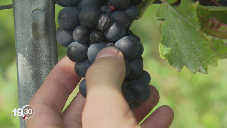 Les vignerons s'adaptent au réchauffement climatique. À Neuchâtel, le pinot noir pourrait s'imposer.