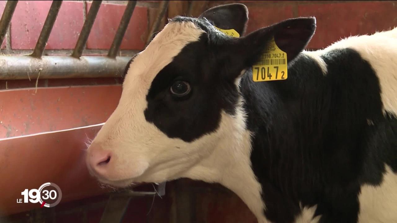 ReLait: un projet pilote de l'Institut agricole de Grangeneuve (FR) qui réduit drastiquement les antibiotiques donnés aux vaches.