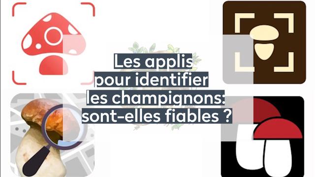 Les applis pour identifier les champignons sont-elles fiables ?