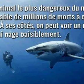 Requin campagne protection. [DR - sea shepherd]
