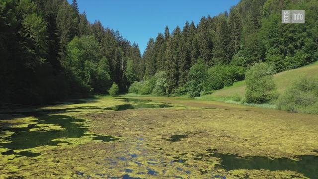 Mauvaise idée : vider son aquarium dans la nature