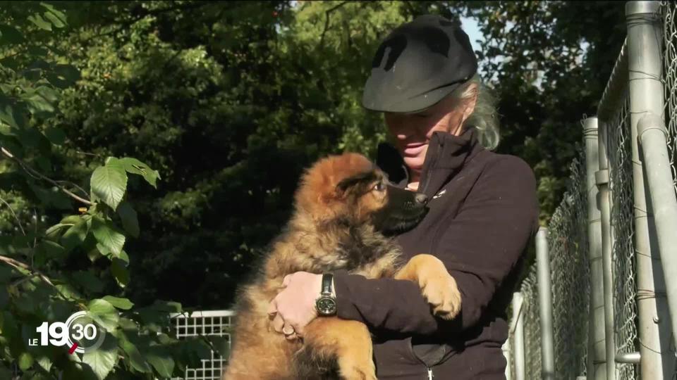 En ces temps de Covid où nous sommes appelés à rester à la maison, les animaux de compagnie ont la cote, et les chiots en particulier