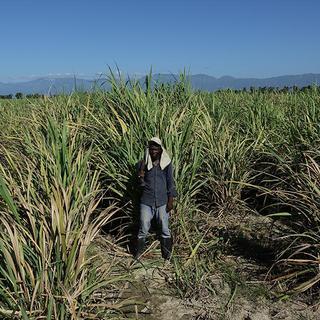 Un Haïtien d’origine dans un champ de cannes à sucre, République Dominicaine. [RTSreligion - Jean-Claude Gerez]