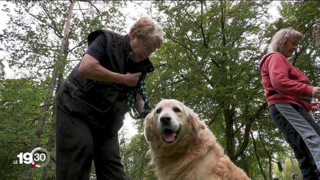 Le nombre de morsures de chiens est en augmentation, ce qui poussent certains cantons à réintroduire les cours canins.