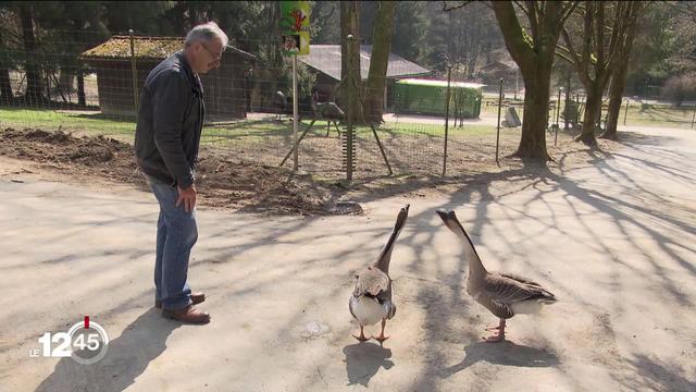 Dans les zoos, fermés, les animaux se portent bien. Mais l'avenir économique reste incertain.