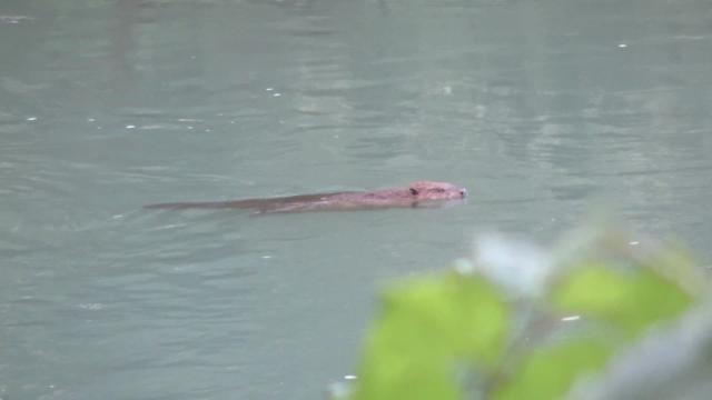 Rencontre avec un drôle de bâtisseur: le castor