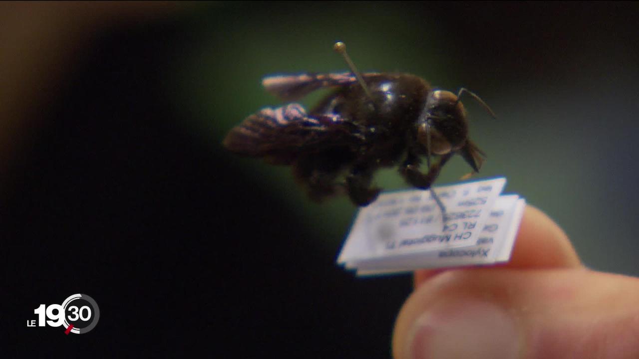 Une collection rare d'abeilles sauvages arrive au Musée d’histoire naturelle de Neuchâtel. But: état des lieux de ces insectes