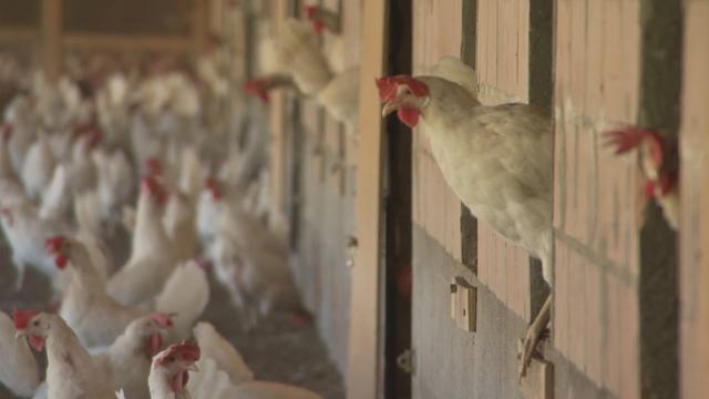 Œufs, le bien-être des poules se paie