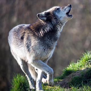 Loup gris [Depositphotos - davemhuntphoto]