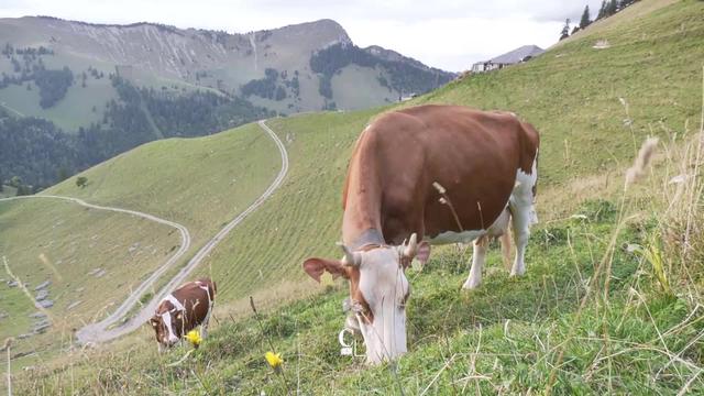 Désalpe - Dernière soirée à l'alpage avec les armaillis avant le cortège traditionnel pour Charmey.