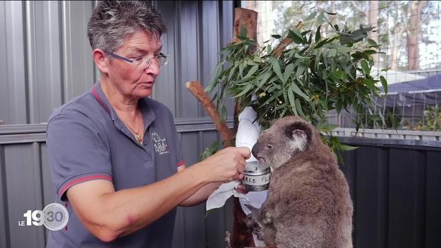 Une Suissesse est partie en Australie pour se consacrer à la préservation des koalas.