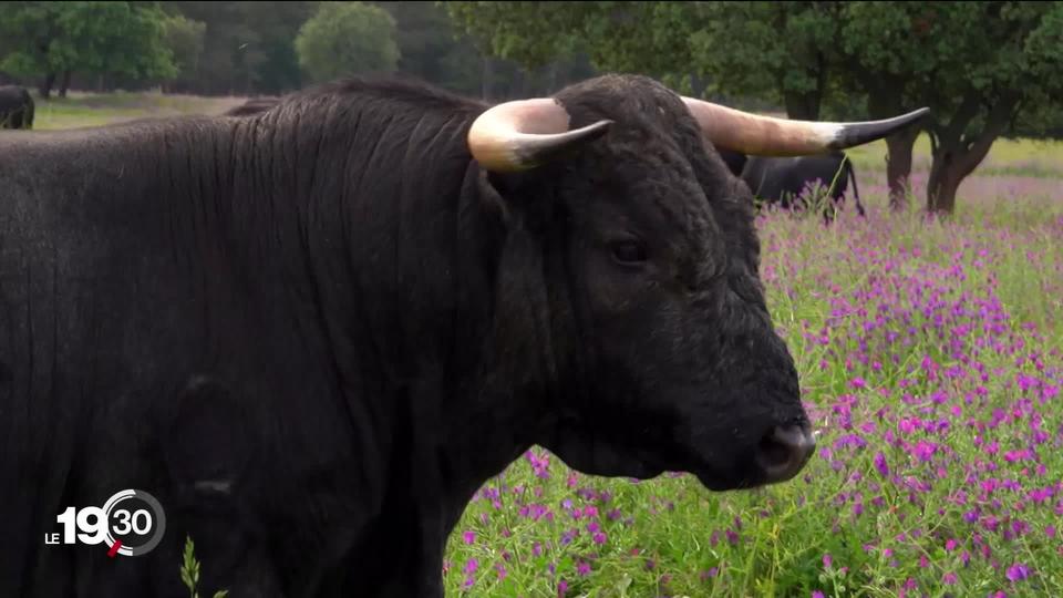 En Espagne, la crise sanitaire du coronavirus menace l'avenir de la tauromachie.