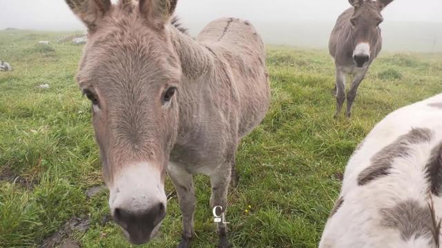 Dans la Vallée de Joux, des ânes sont utilisés pour protéger les troupeaux contre les attaques de loup.