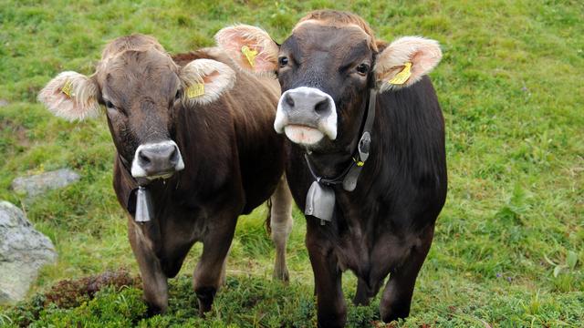 Vaches à cloches. [Depositphotos - anjalilikespeppersauce]