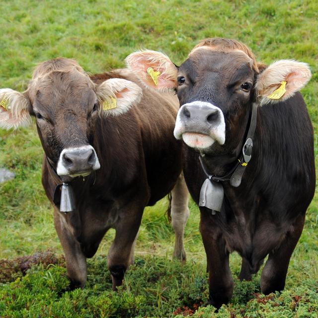 Vaches à cloches. [Depositphotos - anjalilikespeppersauce]