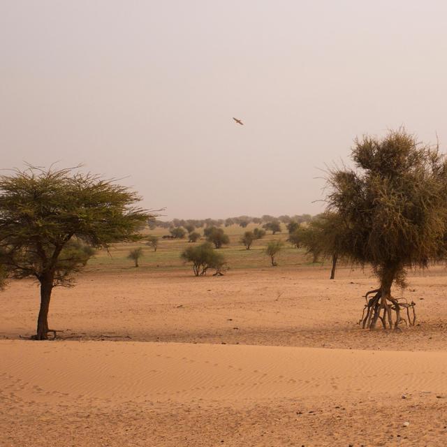 Désert mauritanien [Depositphotos - stefan1234]