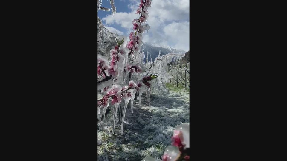 Gel sur les arbres fruitiers en Valais