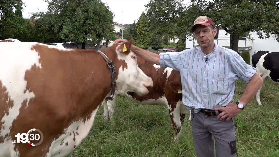 Les cloches des vaches sont interdites la nuit dans une commune d'Argovie pour ne pas troubler le sommeil des riverains