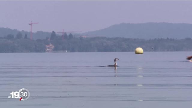 La baignade est à nouveau admise dans le lac de Neuchâtel mais la prudence reste de rigueur.