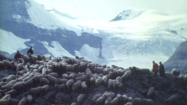 Descente des moutons de la Gemmi [RTS]