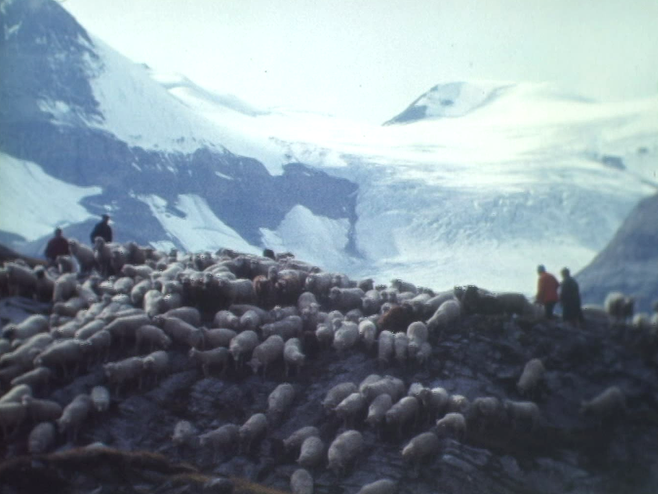 Descente des moutons de la Gemmi [RTS]