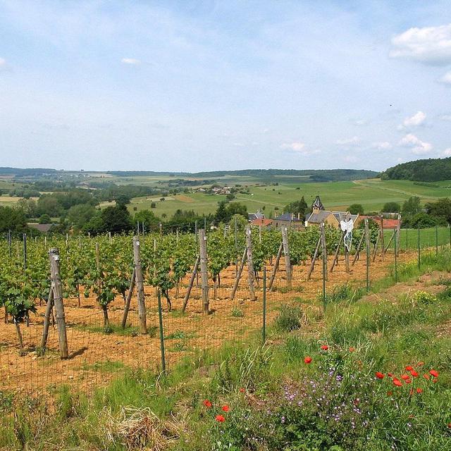 Vignes proche du village de Torgny en Belgique [Wikimedia CC by SA 3.0 Unreported - Jean-Pol Grandmont]