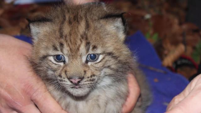 Le lynx: qui veut sa peau?