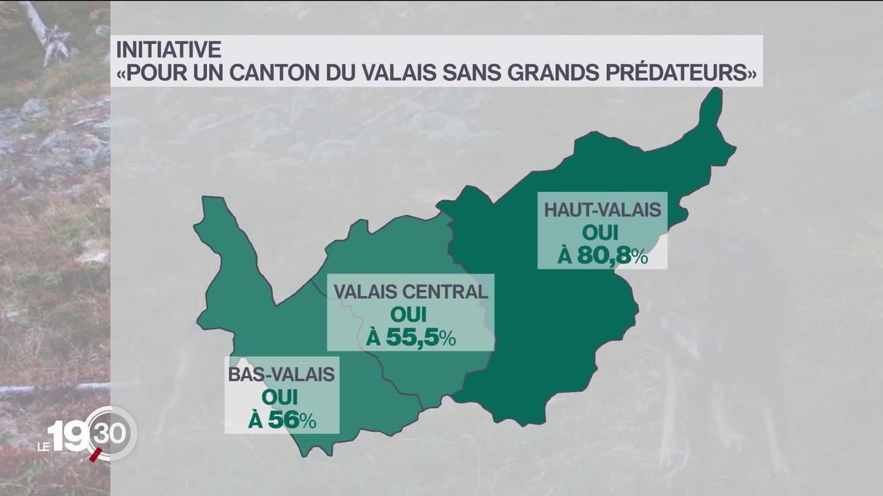 Le Valais a accepté à 62,7% l'initiative "pour un canton sans grands prédateurs", les partisans espèrent donner un signal fort à la Confédération.