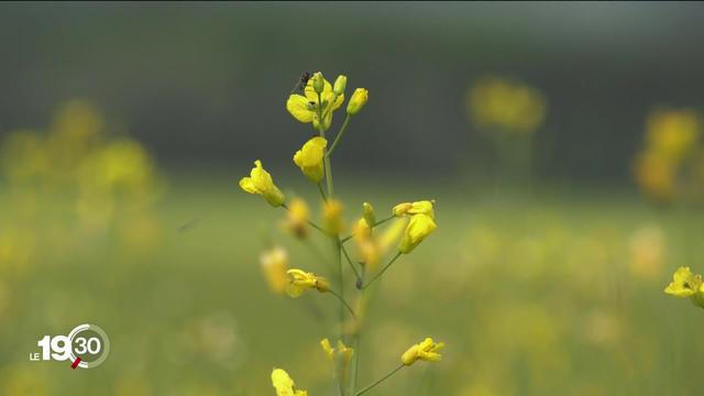 Les conséquences du printemps froid et pluvieux sur l'agriculture