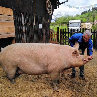 Jean-Luc Daub et Henni le cochon Sainte-Marie-aux-Mines, Alsace, France [RTS - Christophe Canut]