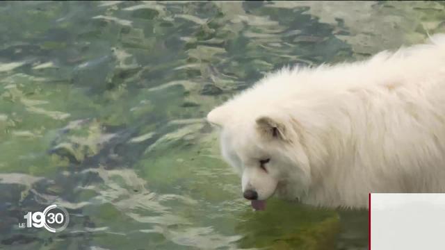 À Neuchâtel, les autorités attirent l'attention sur des micro-organismes qui produisent des toxines pouvant tuer des animaux