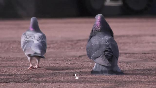 Des pigeons sous étroite surveillance à Lausanne