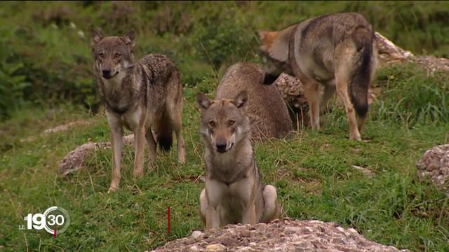 Chasse: le loup sera moins protégé. Il y a 5 mois, les Suisses avaient pourtant refusé la modification de la loi.